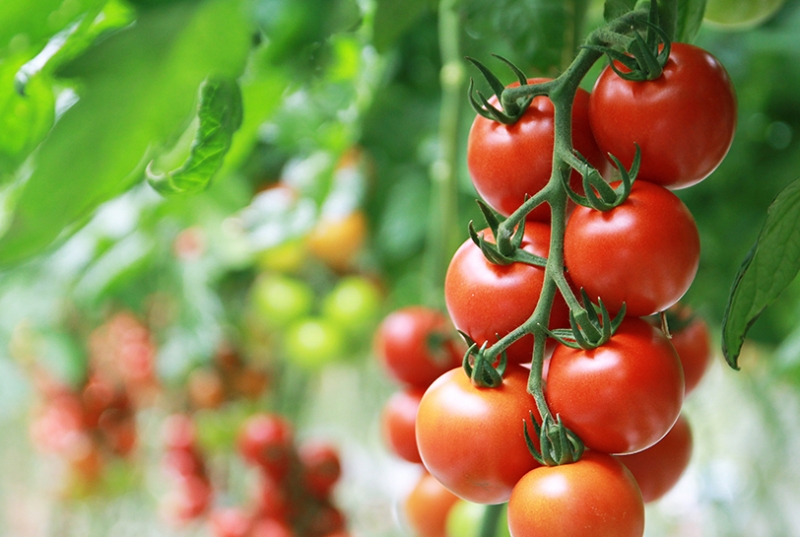 Tros Tasty Tom tomaten aan plant