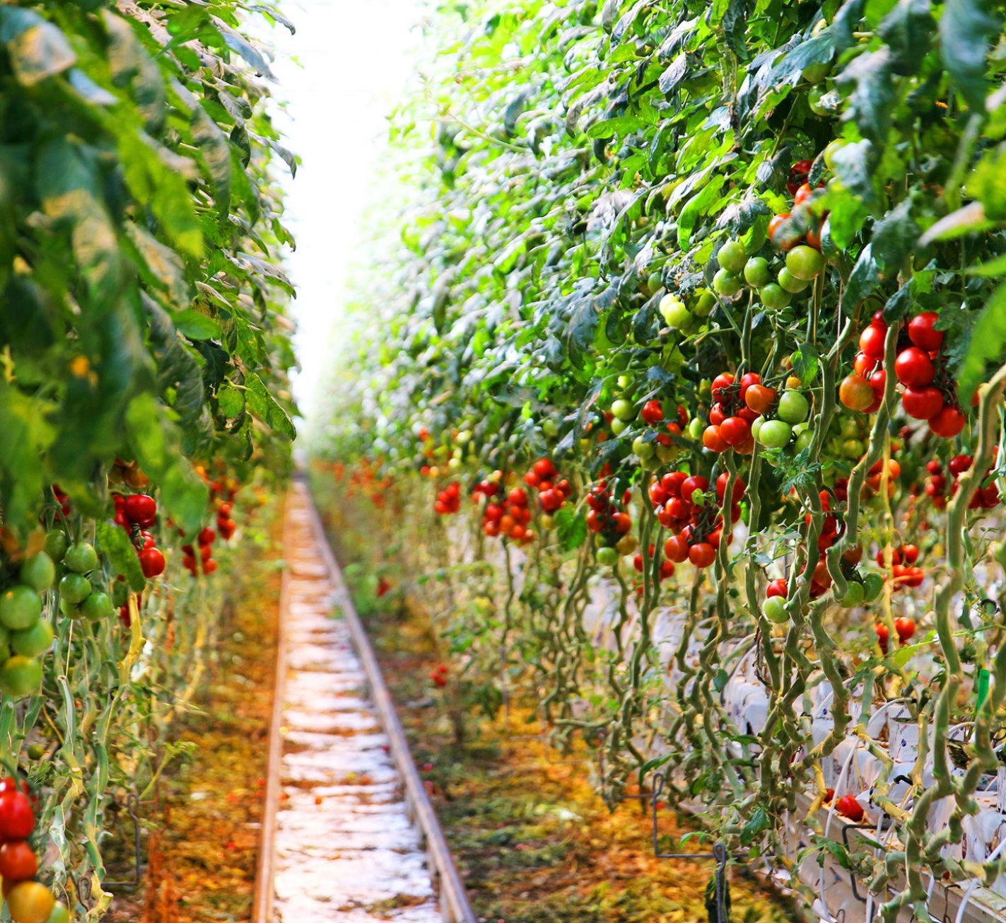 gezond verstand Concreet Wedstrijd Vereijken Kwekerijen - Wij kweken de lekkerste tomaten! Dát proef je!